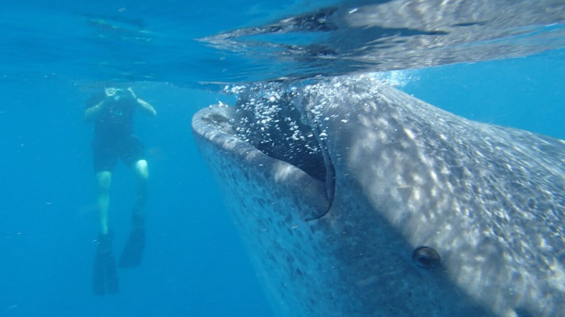 Featured image for Comprehensive Marine Body Size Database Enhances Ocean Research