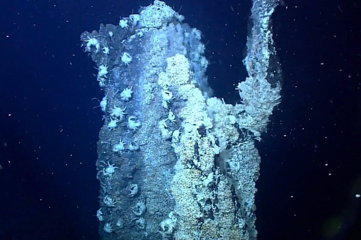 Featured image for Deep-Sea Worms Turn Ocean Toxins into Golden Survival Crystals