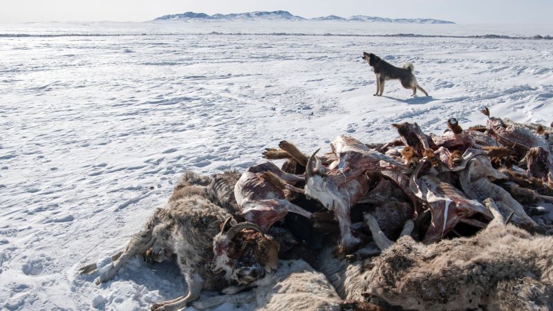 Featured image for "Devastating Winter in Mongolia Claims Nearly 5 Million Animal Lives, Prompts International Aid Appeal"