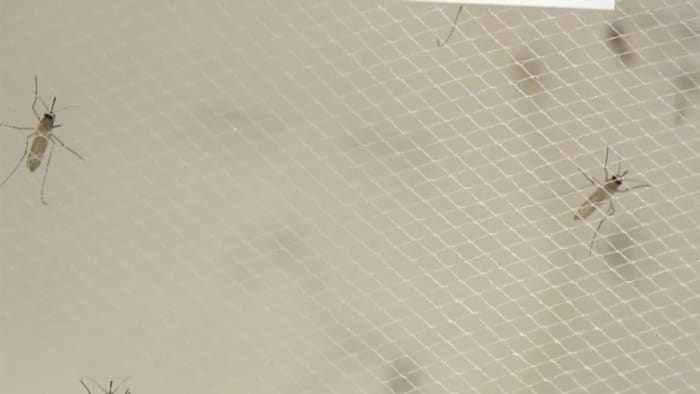 Featured image for The Surprising Link Between Your Scent and Mosquito Attraction.