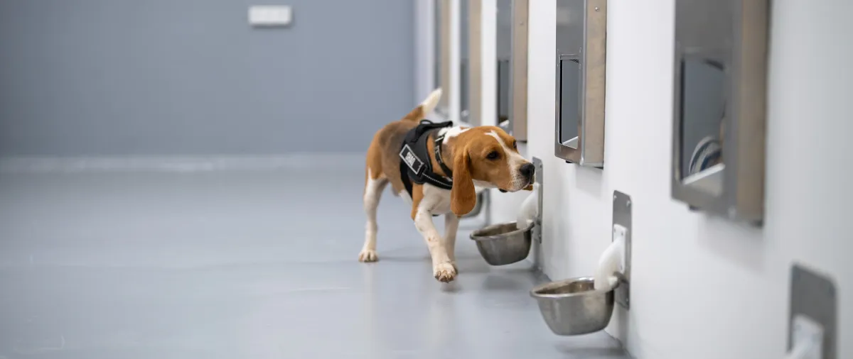 Featured image for SpotitEarly Combines Dogs and AI for Advanced Cancer Detection