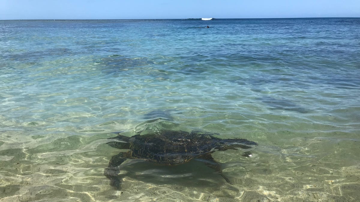 Featured image for Fatal Outbreak: Sea Turtle Meat Consumption Claims Lives in Tanzania