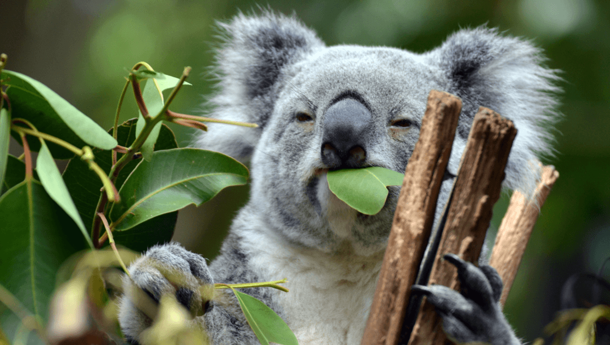 Featured image for Australia's Golden Trees: A Natural Treasure Trove
