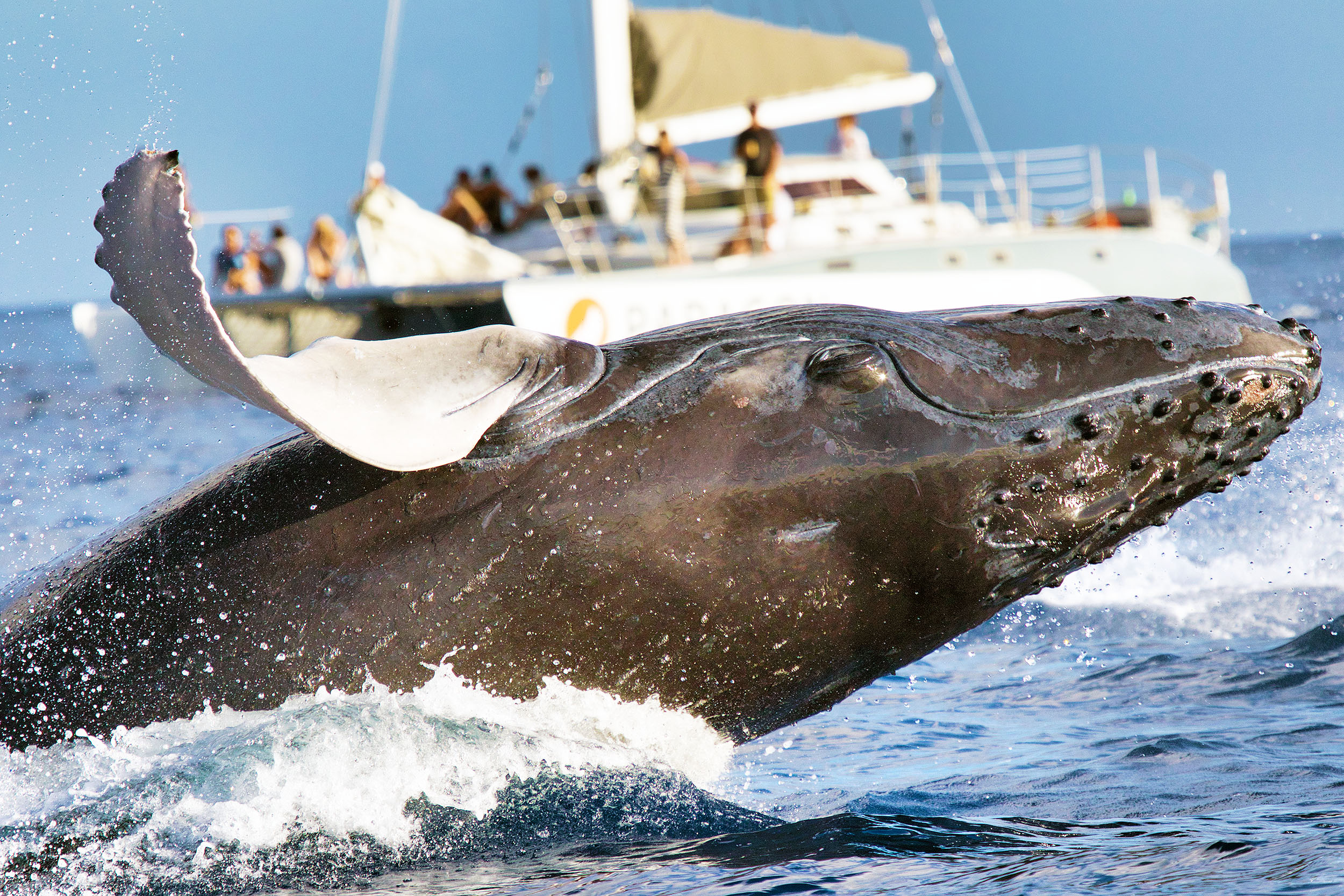 "Unlocking the Language of the Deep: Conversing with Whales to Bridge the Gap with Extraterrestrial Communication"