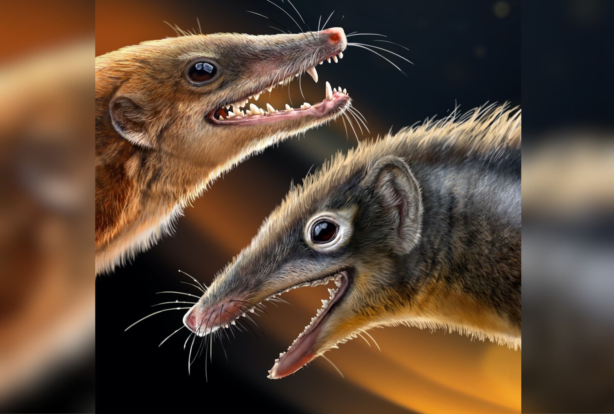 Featured image for "Uncovering Jurassic Mammaliaform Evolution: Fossil Discoveries and Dental Diversification"