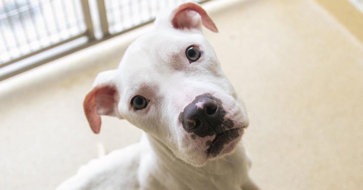 Featured image for "Rising Concern: Dog Owners Joining Vocal Anti-Vax Movement, Putting Pets and People at Risk"