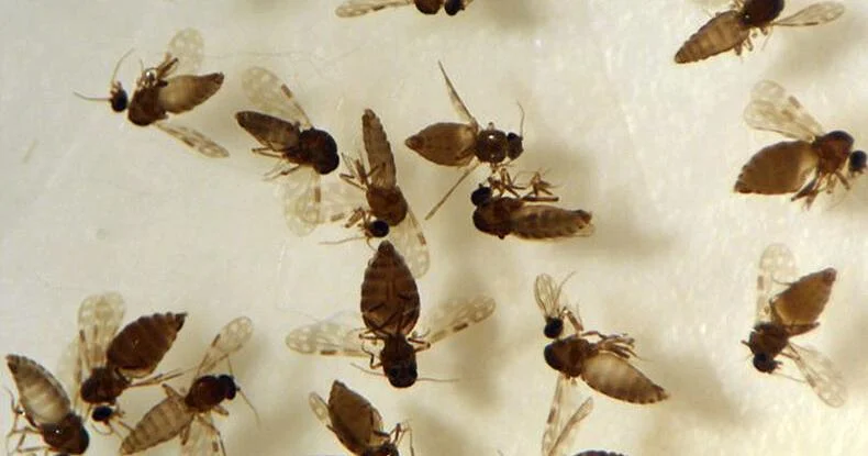 Featured image for Oropouche Virus Spreads Rapidly, Raising Global Health Concerns