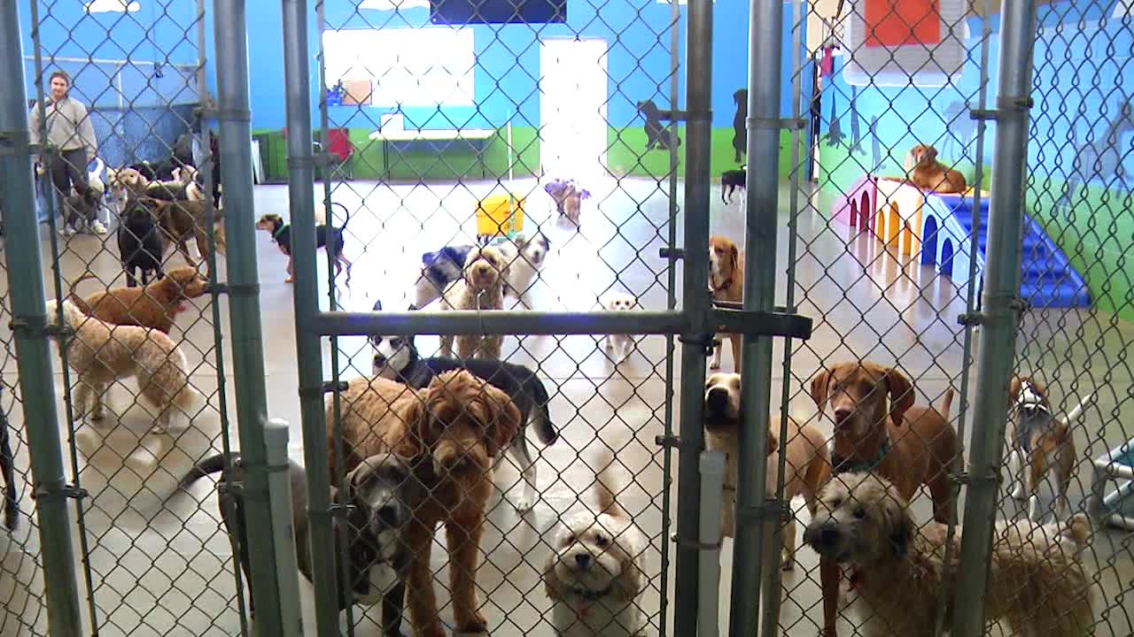 Featured image for Nationwide Outbreak: Dog Hotels and Day Cares on High Alert as Virus Spreads Rapidly