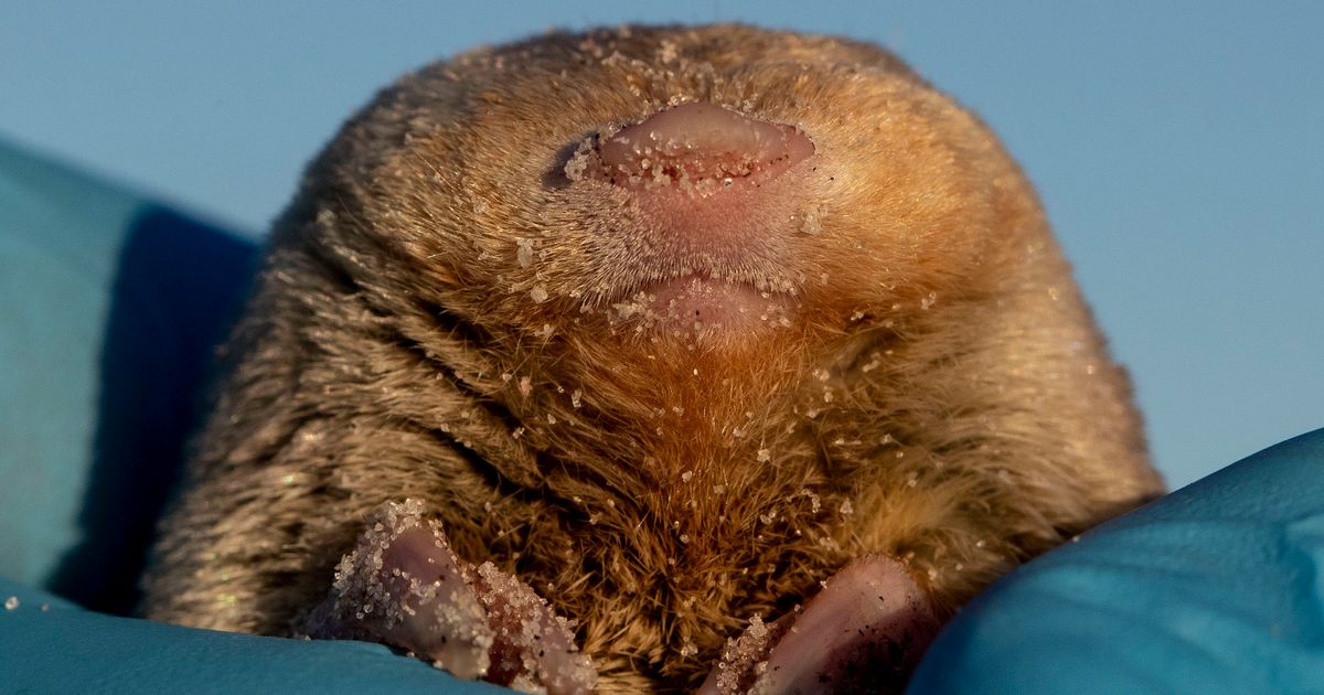 "Elusive Blind Golden Mole Rediscovered After 87 Years, Defying Extinction"