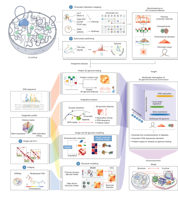Mapping the Human Genome in 3D and 4D