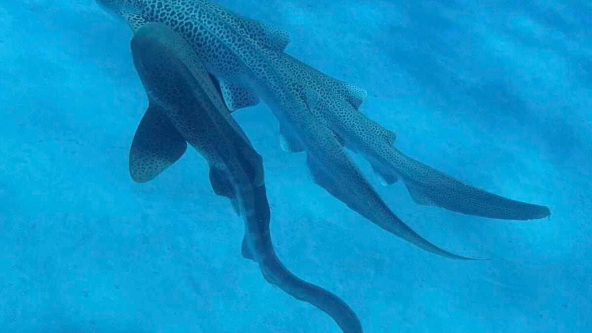 Featured image for Scientists Capture First-Ever Shark Threesome on Camera