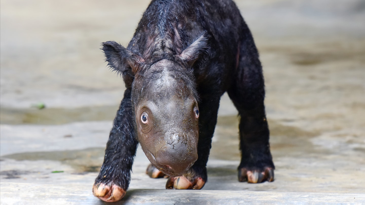 Featured image for "Endangered Sumatran Rhino Gives Birth, Boosting Population of Rare Species"