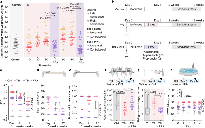Featured image for Boosting Brain's Waste Disposal System Reduces Swelling After Injury