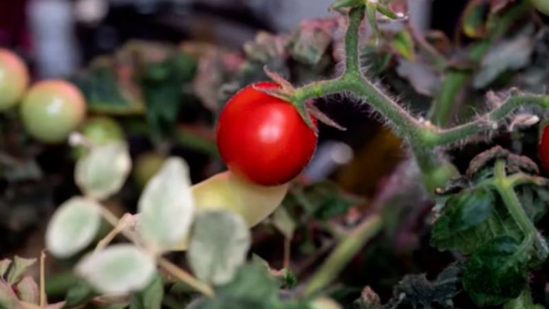 NASA Astronauts Crack Mystery of the Missing Space Tomato