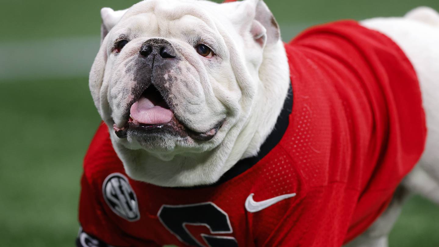 "Beloved Georgia Bulldogs Mascot Uga X Passes Away at 10"
