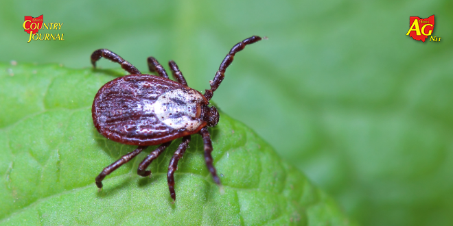 Featured image for Rising Tick Bites Raise Concerns for Summer Safety