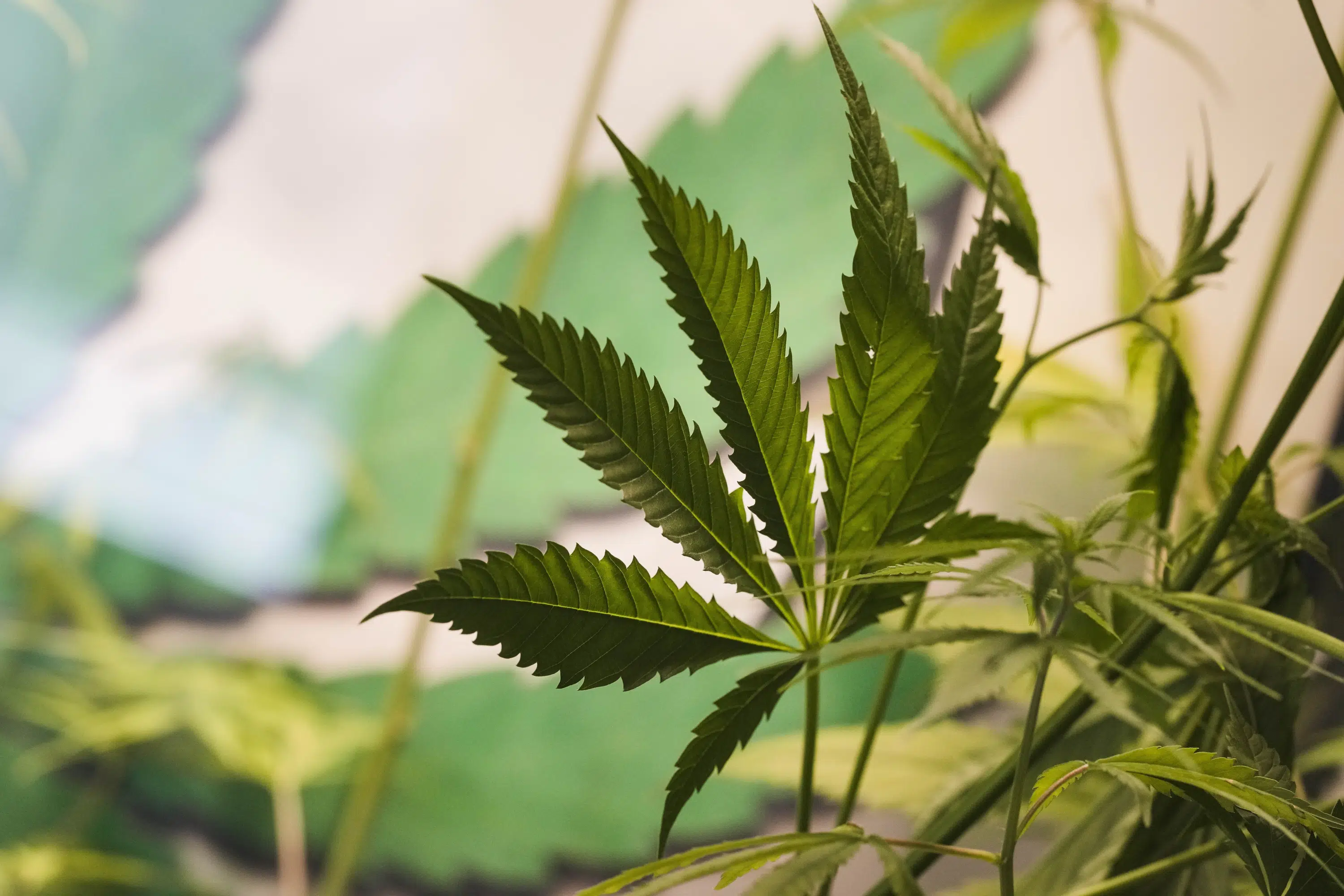 Germany retreats on cannabis legalization after EU negotiations.
