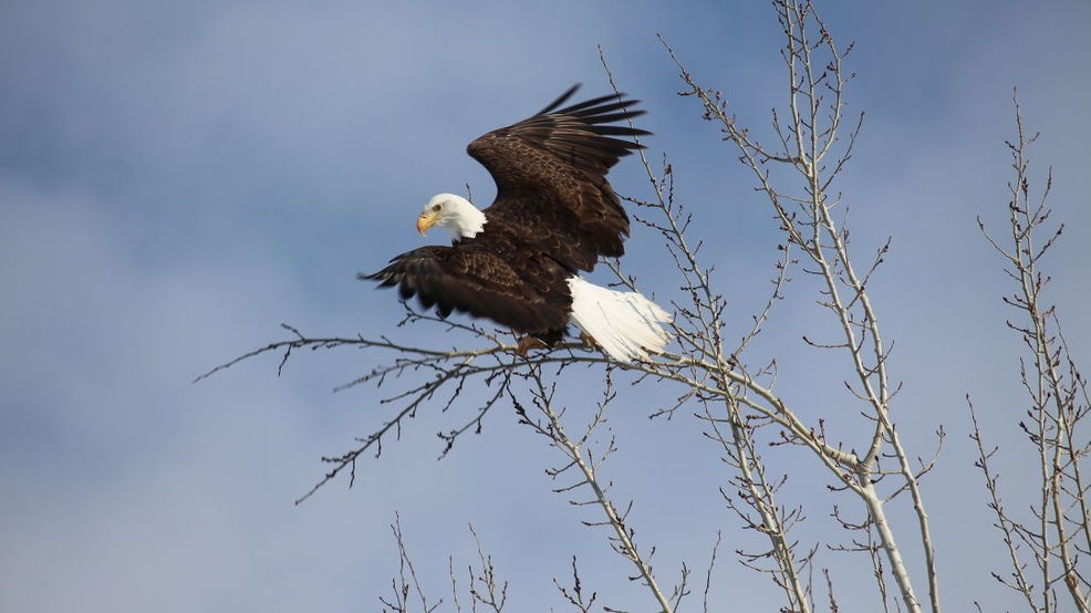 Featured image for Illegal Eagle Trafficking: Two Men Charged with Killing and Selling Bald and Golden Eagles