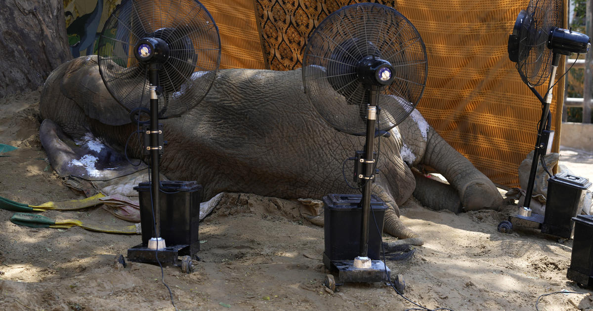Pakistani zoo's sick elephant dies after medical procedure.