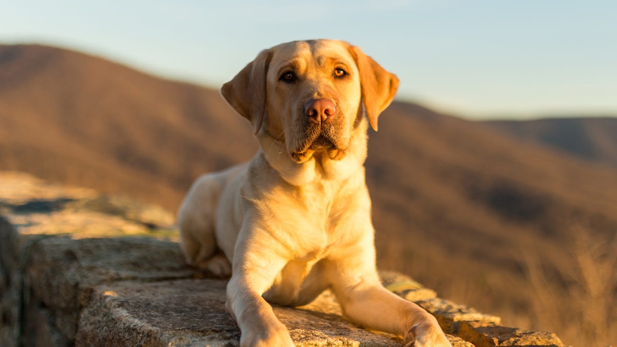 Featured image for Determined dogs trek miles to reunite with owners.