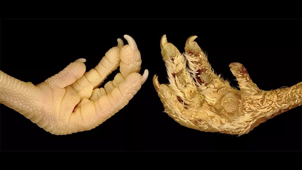 Featured image for Single Gene Tweak Transforms Chicken Feet into Feathers