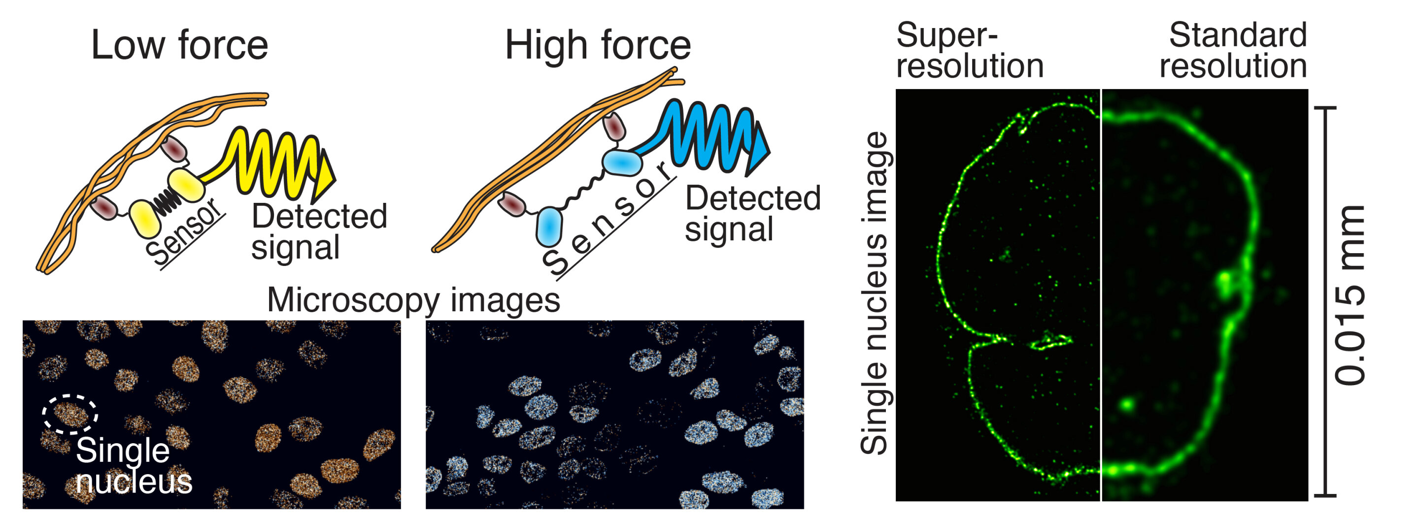 Advancements in Nano Force Sensing and High-Precision Microscopy