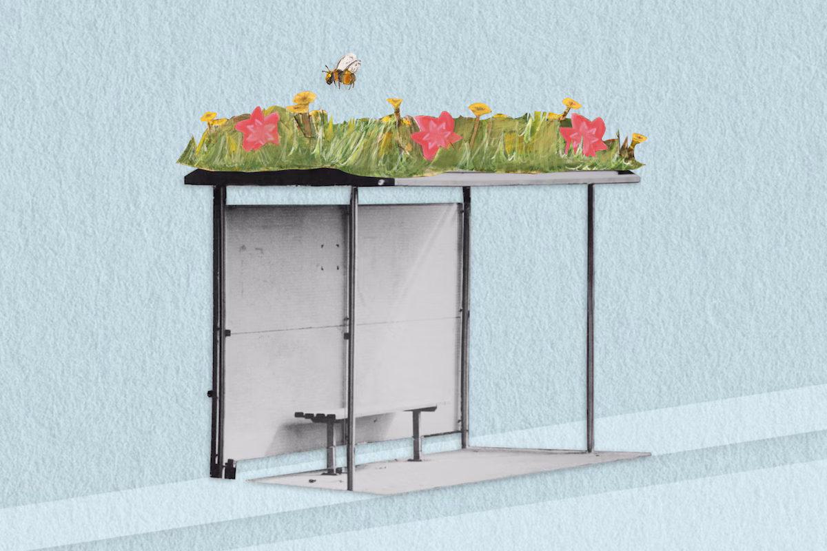 Featured image for Green Bus Stops Boost Bees and Community Well-being