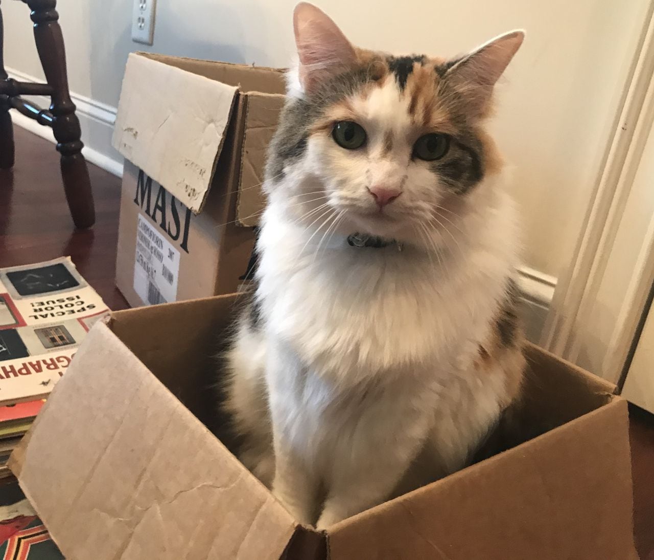 Featured image for Rabies Alert: Stray Cat in Watertown Tests Positive