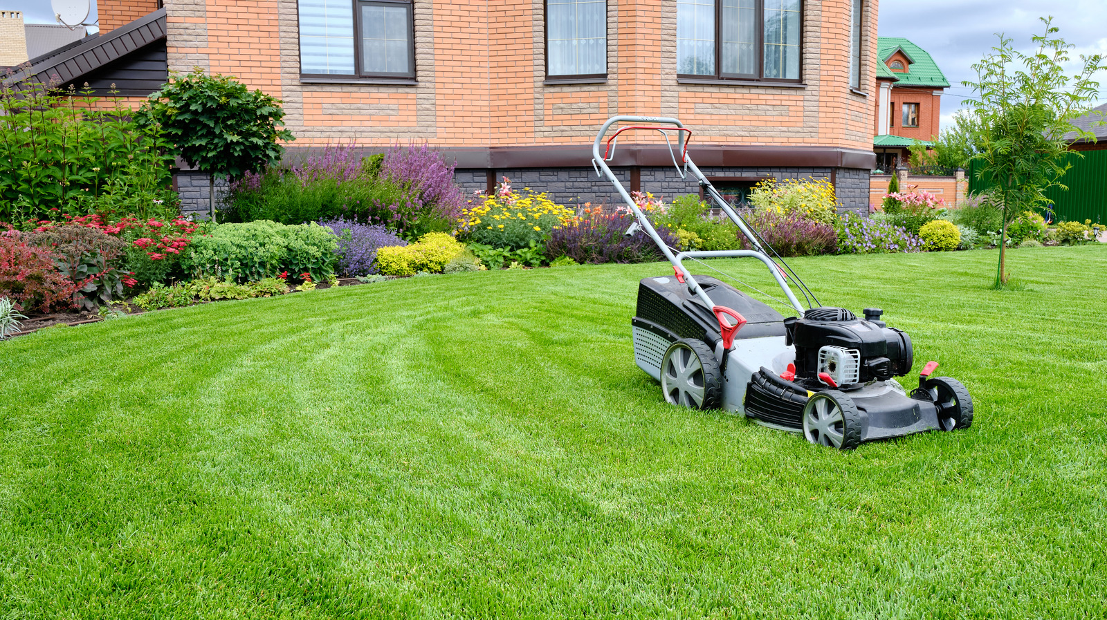 Featured image for "Transform Your Lawn with Fast-Growing, Colorful Ground Cover"