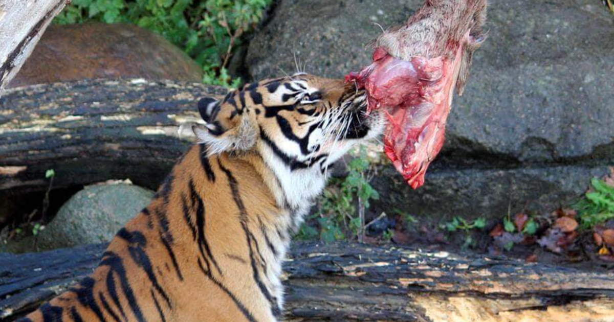Featured image for Danish Zoo Requests Donations of Small Pets to Feed Predators