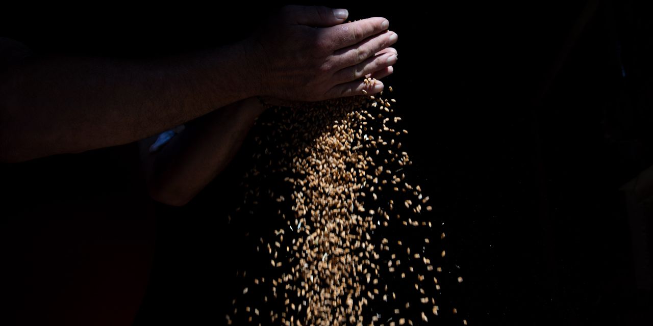 Ukraine's Grain Deal Collapse Sends Shockwaves Through Global Market