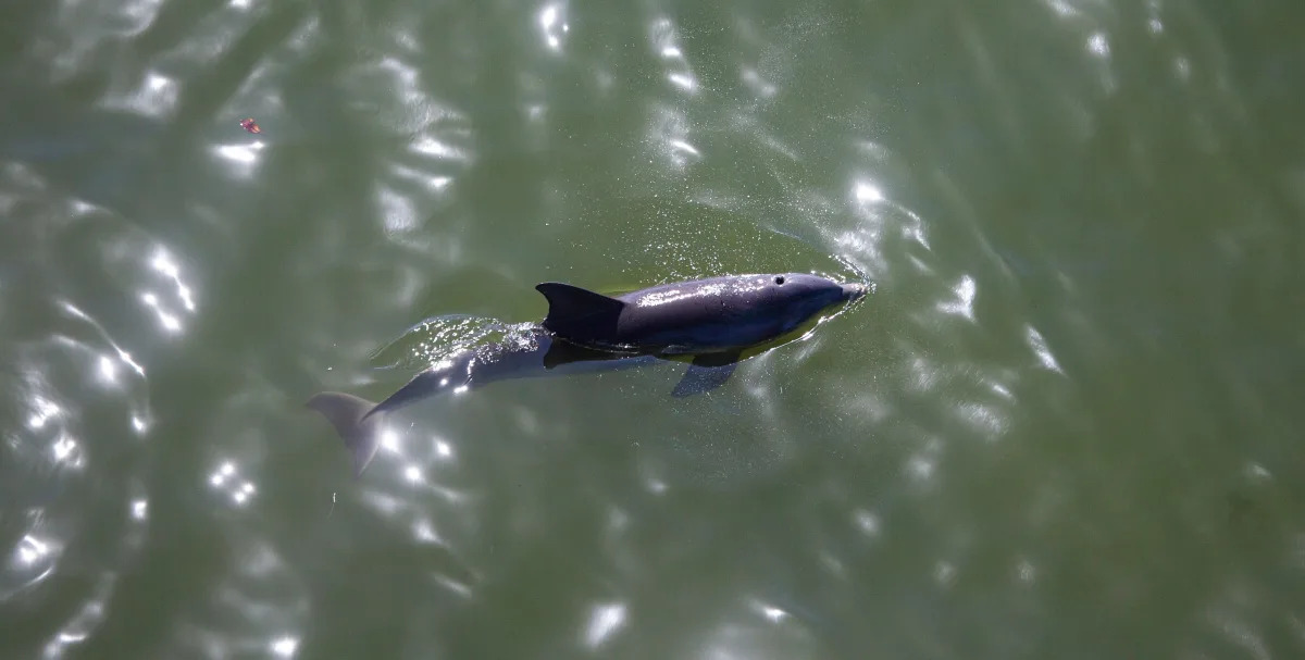 War in Ukraine Blamed for Over 100 Dolphin Deaths in Black Sea