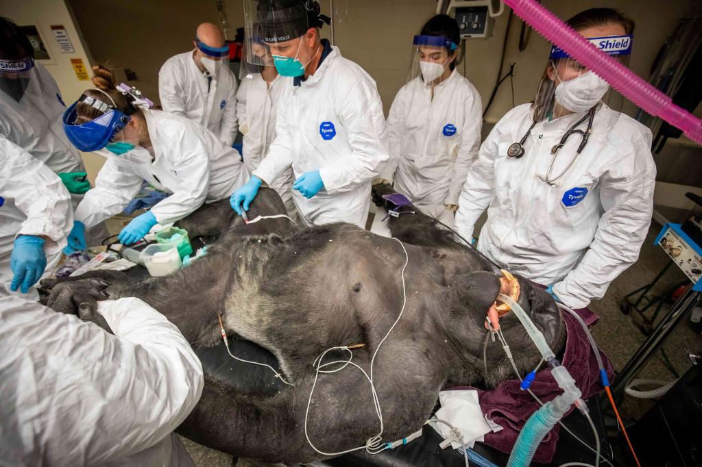 Featured image for Up Close and Personal: A Gorilla's Medical Exam Revealed.
