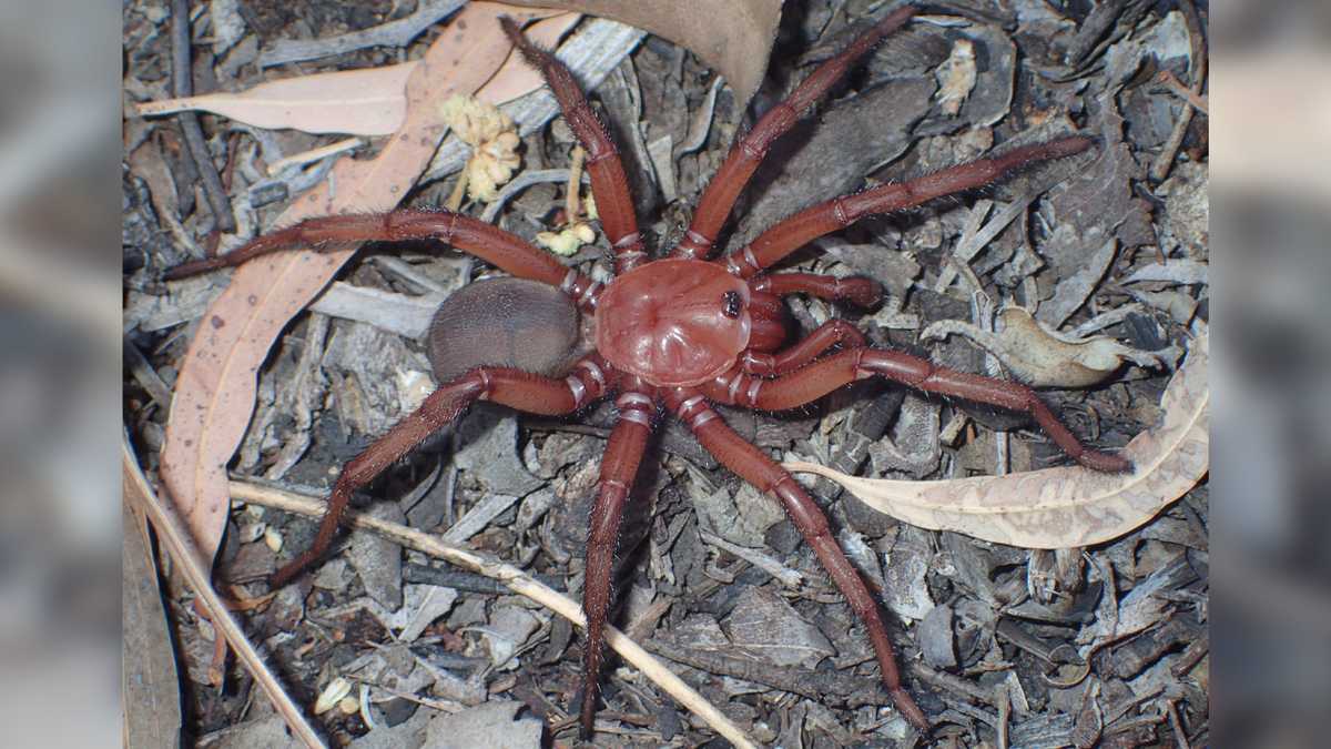 New Giant Trapdoor Spider Species Discovered in Australia