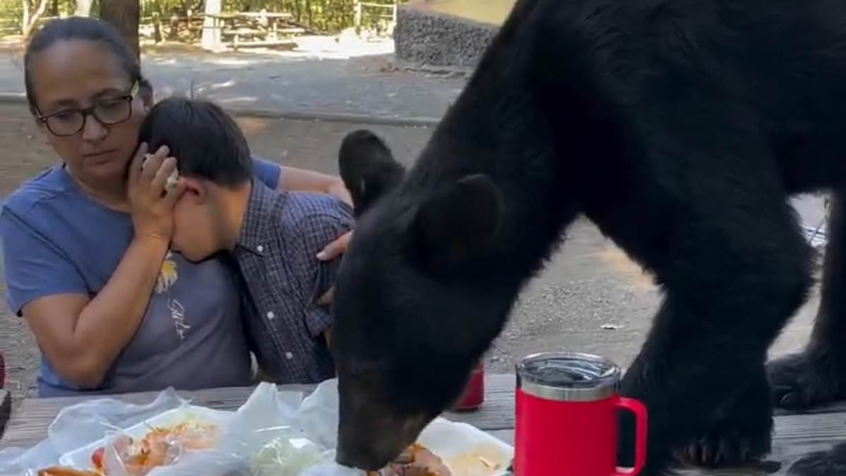 Bear Encounter: Woman Protects Child as Hungry Bear Takes Over Picnic Table in Mexican Park