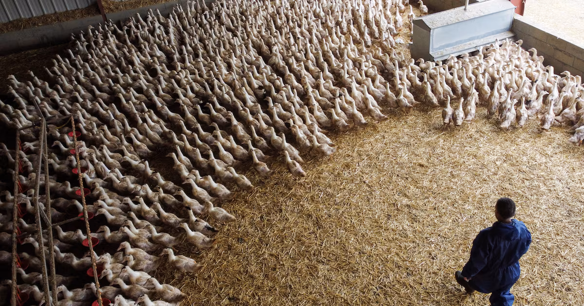 Featured image for "Prepping for the Worst: Vaccine Makers Develop Bird Flu Shot for Humans as Rich Nations Secure Supplies"