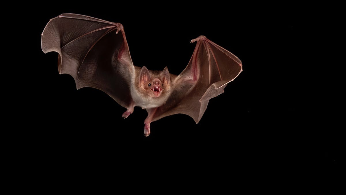 Featured image for Vampire Bat Habitat Expansion Raises Rabies Risk, Approaches US