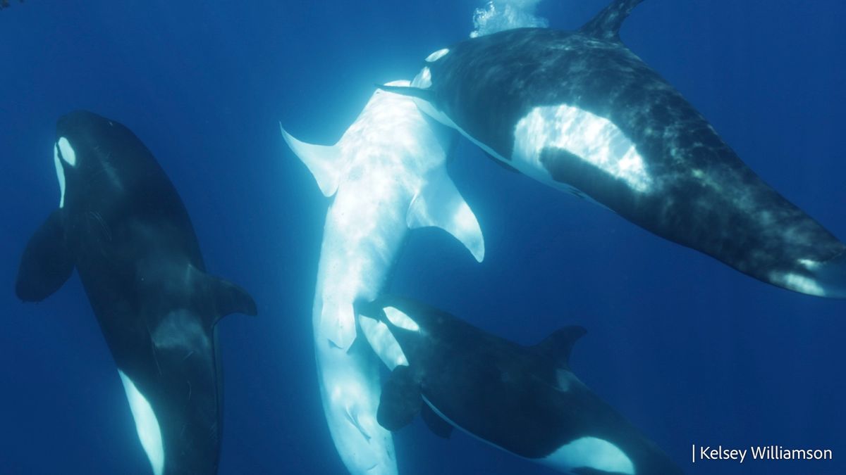 Featured image for Orcas Unveil New Tactics in Whale Shark Hunts