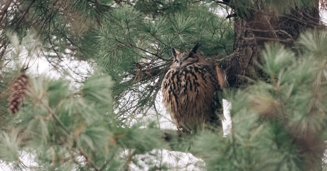 Featured image for Tragic End for Flaco, New York City's Beloved Owl