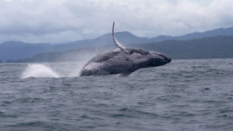 Featured image for Humpback Whale's Unprecedented 8,000-Mile Journey Baffles Scientists