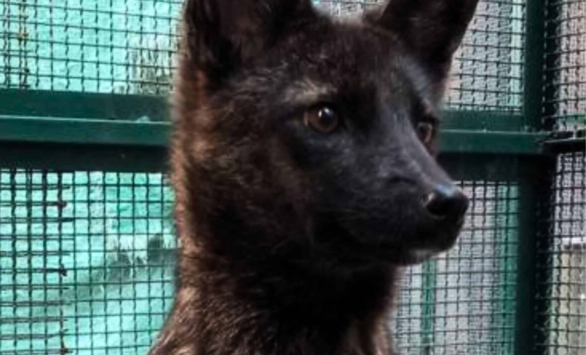 Featured image for Scientists Concerned Over the Unique Hybrid Animal 'Dogxim'