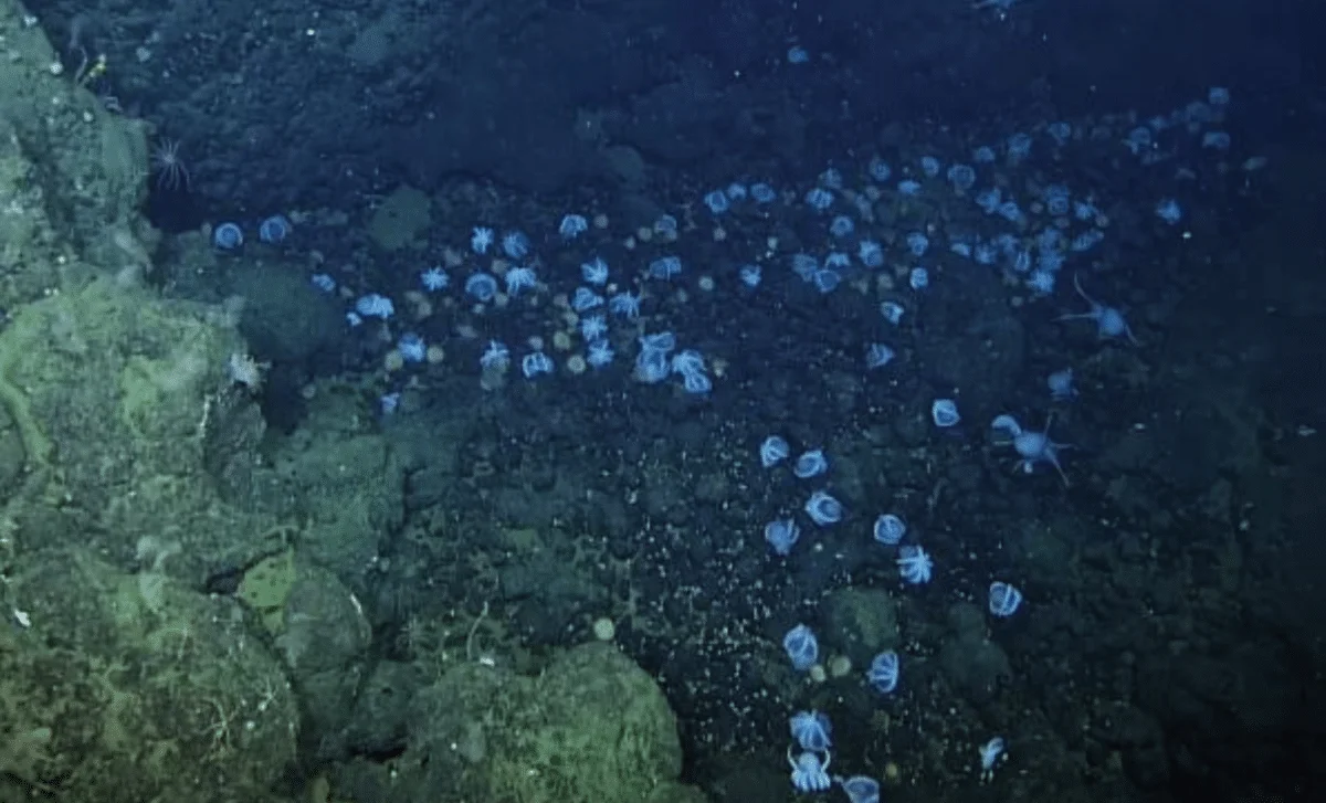 Massive Pearl Octopus Nursery Found Near California Deep-Sea Volcano