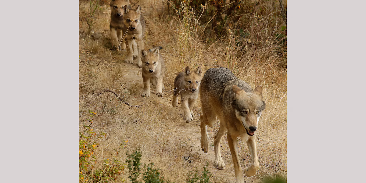 "Discovery: Endangered Gray Wolves Found in Sierra Nevada"