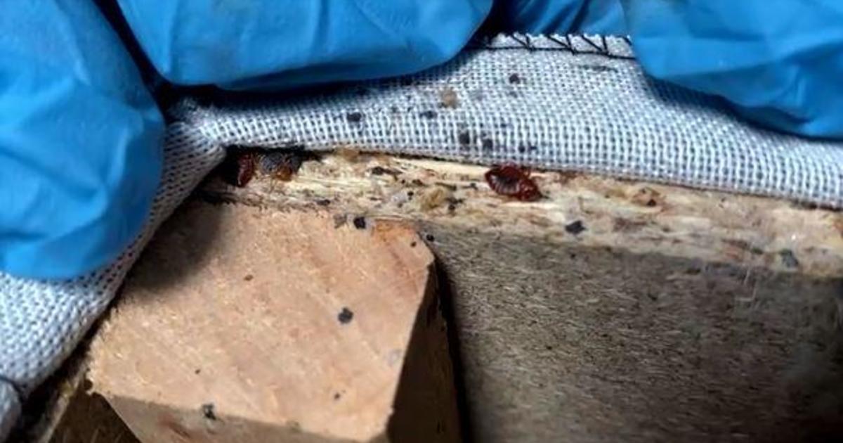 "Paris Under Siege: Battling a Citywide Bedbug Infestation"
