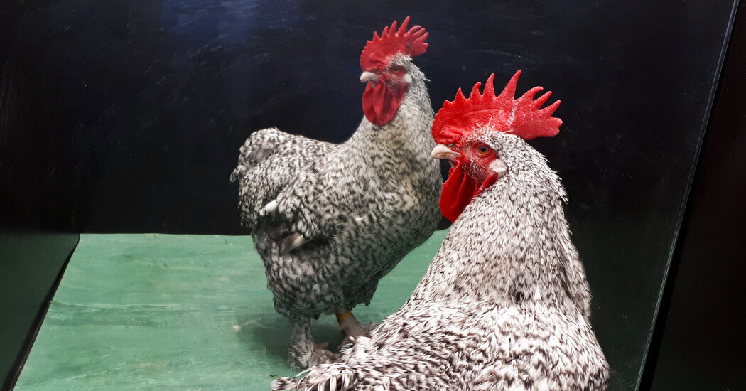 Featured image for "Surprising Study Shows Roosters Can Recognize Themselves in a Mirror"