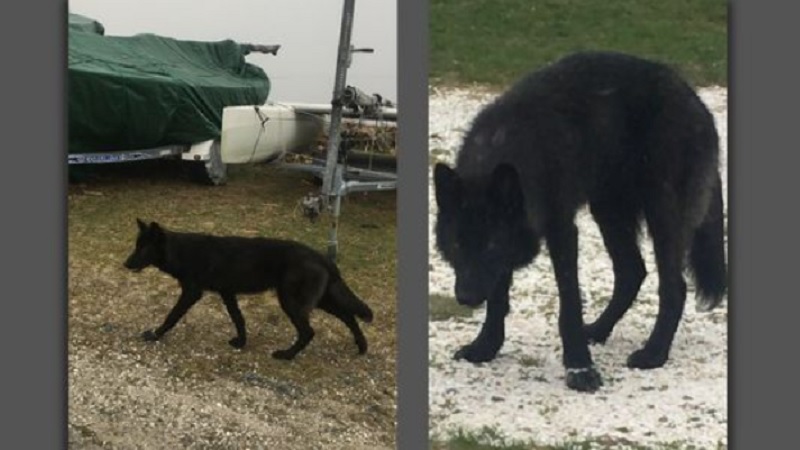 Warwick's "Coyotes" Revealed to be Dogs, Says Mayor