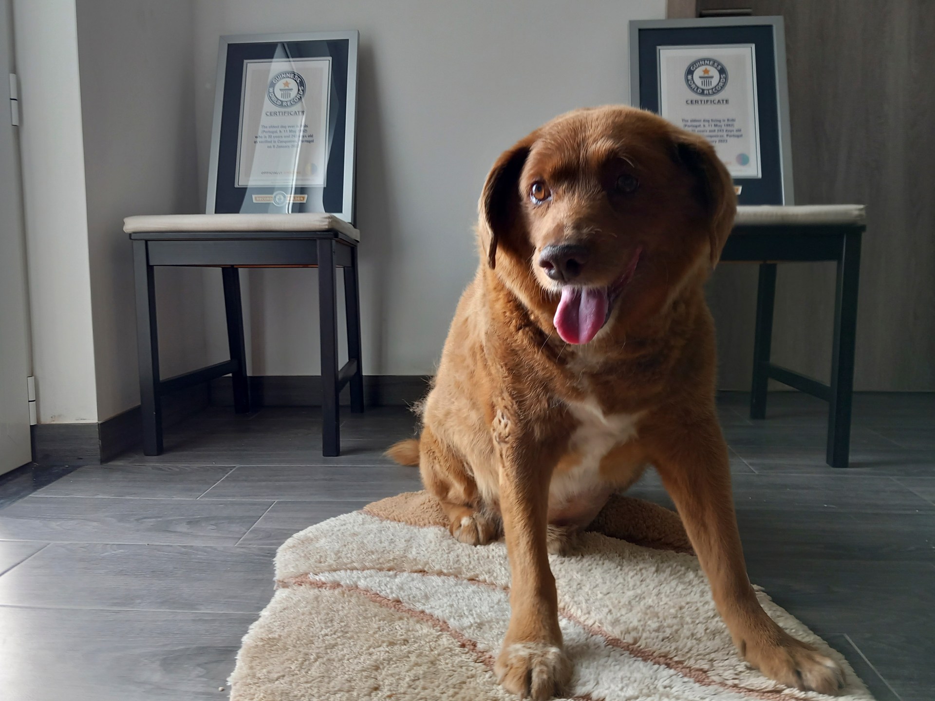 Featured image for "Guinness World Records Investigates 'Oldest Dog' Title Suspension"