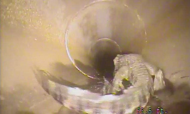 Robot camera encounters alligator in Florida's storm drain