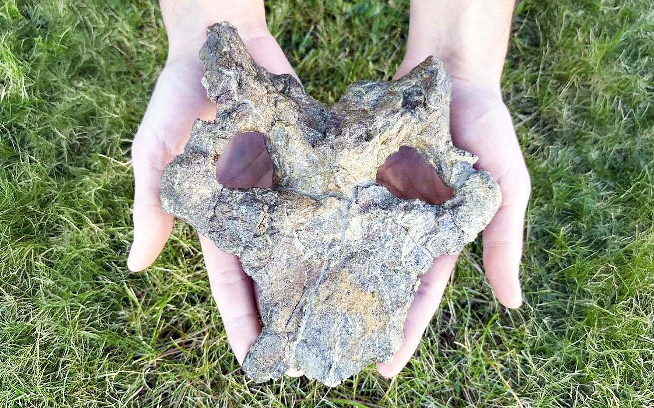 Featured image for Europe's Most Complete Stegosaur Skull Discovered in Spain