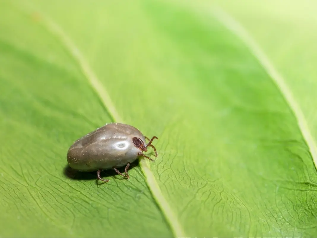 Featured image for Asian Invasive Ticks Spread Across PA, NJ, and Illinois: What You Need to Know